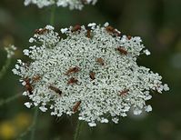 Dateiname=Flora-Wilde-Moehre-20090719-40.jpg
Dateigröße=216KB
Abmessungen: 720x559
hinzugefügt am: 11. September 2014 Flora-Wilde-Moehre-20090719-40.jpg
