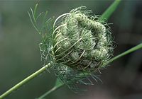 Dateiname=Flora-Wilde-Moehre-20090719-44.jpg
Dateigröße=161KB
Abmessungen: 720x505
hinzugefügt am: 11. September 2014 Flora-Wilde-Moehre-20090719-44.jpg