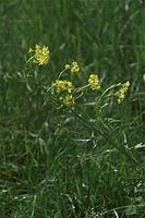 Dateiname=Flora-Wilde-Sumpfkresse-20090523-34.jpg
Dateigröße=176KB
Abmessungen: 481x720
hinzugefügt am: 11. September 2014 Flora-Wilde-Sumpfkresse-20090523-34.jpg