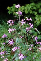 Dateiname=Flora-WildesSilberblatt-19990500-36.jpg
Dateigröße=227KB
Abmessungen: 489x720
hinzugefügt am: 11. September 2014 Flora-WildesSilberblatt-19990500-36.jpg