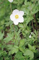 Dateiname=Flora-Windroeschen-200205-11.jpg
Dateigröße=148KB
Abmessungen: 481x720
hinzugefügt am: 11. September 2014 Flora-Windroeschen-200205-11.jpg
