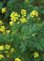 Dateiname=Flora-Winterkresse-20090628-11.jpg
Dateigröße=155KB
Abmessungen: 521x720
hinzugefügt am: 11. September 2014 Flora-Winterkresse-20090628-11.jpg