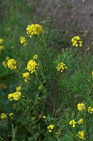 Dateiname=Flora-Winterkresse-20090628-12.jpg
Dateigröße=194KB
Abmessungen: 481x720
hinzugefügt am: 11. September 2014 Flora-Winterkresse-20090628-12.jpg