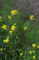 Flora-Winterkresse-20090628-12.jpg