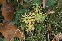 Dateiname=Flora-Wolfsmilch-20081102-46.jpg
Dateigröße=228KB
Abmessungen: 720x481
hinzugefügt am: 11. September 2014 Flora-Wolfsmilch-20081102-46.jpg