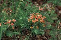 Dateiname=Flora-Wolfsmilchgewaechs-20090609-038.jpg
Dateigröße=191KB
Abmessungen: 720x481
hinzugefügt am: 11. September 2014 Flora-Wolfsmilchgewaechs-20090609-038.jpg