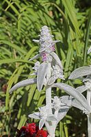 Dateiname=Flora-Wollziest-20050620-70.jpg
Dateigröße=187KB
Abmessungen: 480x720
hinzugefügt am: 11. September 2014 Flora-Wollziest-20050620-70.jpg