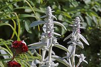 Dateiname=Flora-Wollziest-20050620-71.jpg
Dateigröße=175KB
Abmessungen: 720x480
hinzugefügt am: 11. September 2014 Flora-Wollziest-20050620-71.jpg