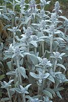 Dateiname=Flora-Wollziest-20080607-184.jpg
Dateigröße=238KB
Abmessungen: 484x720
hinzugefügt am: 11. September 2014 Flora-Wollziest-20080607-184.jpg