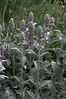 Dateiname=Flora-Wollziest-20090609-010.jpg
Dateigröße=210KB
Abmessungen: 481x720
hinzugefügt am: 11. September 2014 Flora-Wollziest-20090609-010.jpg