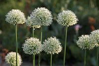 Dateiname=Flora-Zierlauch-20100529-25.jpg
Dateigröße=184KB
Abmessungen: 720x481
hinzugefügt am: 11. September 2014 Flora-Zierlauch-20100529-25.jpg