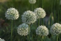 Dateiname=Flora-Zierlauch-20100529-26.jpg
Dateigröße=166KB
Abmessungen: 720x481
hinzugefügt am: 11. September 2014 Flora-Zierlauch-20100529-26.jpg