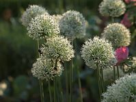 Dateiname=Flora-Zierlauch-20100529-27.jpg
Dateigröße=187KB
Abmessungen: 720x539
hinzugefügt am: 11. September 2014 Flora-Zierlauch-20100529-27.jpg