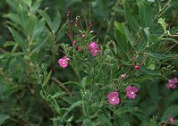 Dateiname=Flora-Zottiges-Weidenroeschen-20090719-20.jpg
Dateigröße=185KB
Abmessungen: 720x511
hinzugefügt am: 11. September 2014 Flora-Zottiges-Weidenroeschen-20090719-20.jpg