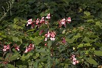 Dateiname=Flora-druesiges-springkraut-20070923-112.jpg
Dateigröße=227KB
Abmessungen: 720x484
hinzugefügt am: 11. September 2014 Flora-druesiges-springkraut-20070923-112.jpg
