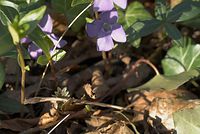 Flora-kleines-immergruen-200803-033.jpg
