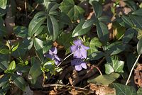 Flora-kleines-immergruen-200803-034.jpg