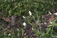 Flora-seltsamer-Lauch-20020421-203.jpg