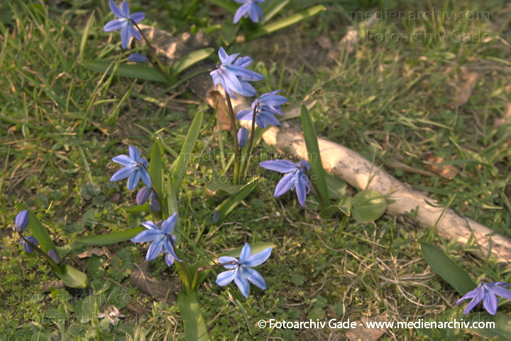 Hyazinthengewächse Liliengewächse. Zweiblättriger Blaustern
3 April 2005.  Berlin. Berlin-Mitte. Wedding. Park Rehberge. Flora Pflanzen Hyazinthengewächse Liliengewächse. Zweiblättriger Blaustern. Zweiblättrige Meerzwiebel (Scilla bifolia)
Schlüsselwörter: 2005;Berlin;Blumen;Blüte;Flora;Hyazinthengewächse;Liliengewächse;Natur;Pflanzen;plants;Zweiblättriger Blaustern;Zweiblättriger Meerzwiebel