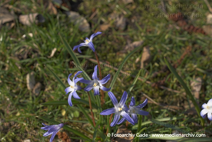 Hyazinthengewächse Liliengewächse. Zweiblättriger Blaustern
März 2008.  . Berlin. Berlin-Mitte. Wedding. Park Rehberge. Flora Pflanzen Hyazinthengewächse Liliengewächse. Zweiblättriger Blaustern. Zweiblättrige Meerzwiebel (Scilla bifolia)
Schlüsselwörter: 2008;Berlin;Blaustern;Blüte;Flora;Hyacinthaceae;Hyazinthengewächs;Natur;Pflanzen;plants;Scilla spec.;Wedding