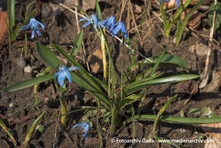 Hyazinthengewächse Liliengewächse. Zweiblättriger Blaustern
März 2008.  . Berlin. Berlin-Mitte. Wedding. Park Rehberge. Flora Pflanzen Hyazinthengewächse Liliengewächse. Zweiblättriger Blaustern. Zweiblättrige Meerzwiebel (Scilla bifolia)
Schlüsselwörter: 2008;Berlin;Blaustern;Blüte;Flora;Hyacinthaceae;Hyazinthengewächs;Natur;Pflanzen;plants;Scilla spec.;Wedding