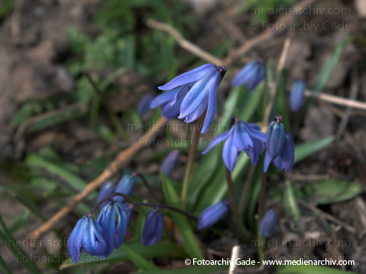 Blaue Blüten. Blausternchen. Scilla bifolia. Hyazinthengewächs Frühlingsblüher.
21.  3. 2009. Berlin. Frühling. Flora Pflanzen. Blaue Blüten. Blausternchen. Scilla bifolia. Hyazinthengewächs Frühlingsblüher.
Schlüsselwörter: 2009;Berlin;Blaustern;Blüte;Flora;Frühling;Hyazinthengewächse;Natur;Pflanzen;plants;Scilla