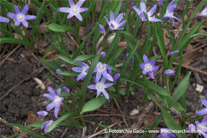 Blaue Blüten. Blaue Blüten. Blausterne. Scilla. Hyazinthengewächse
28.  3. 2009. Berlin. Frühling. Flora Pflanzen. Blaue Blüten. Blaue Blüten. Blausterne. Scilla. Hyazinthengewächse
Schlüsselwörter: 2009;Berlin;Blaustern;Blüte;Flora;Frühling;Hyazinthengewächse;Natur;Pflanzen;plants;Scilla