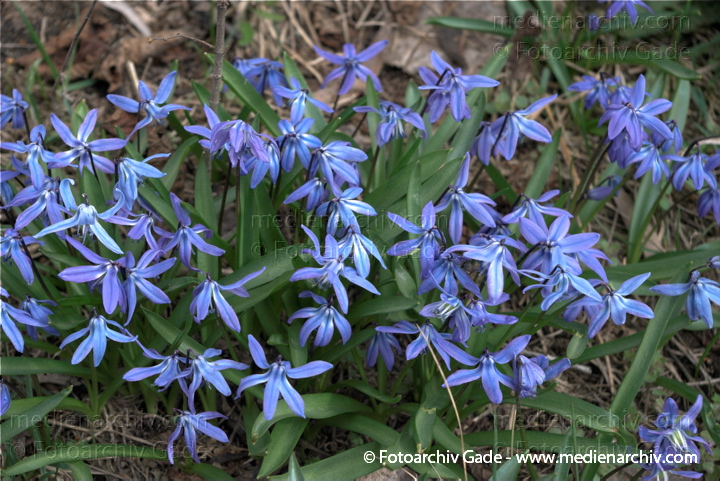 Blaue Blüten. Blaue Blüten. Blausterne. Scilla bifolia. Hyazinthengewächse
28.  3. 2009. Berlin. Frühling. Flora Pflanzen. Blaue Blüten. Blaue Blüten. Blausterne. Scilla bifolia. Hyazinthengewächse
Schlüsselwörter: 2009;Berlin;Blaustern;Blüte;Flora;Frühling;Hyazinthengewächse;Natur;Pflanzen;plants;Scilla