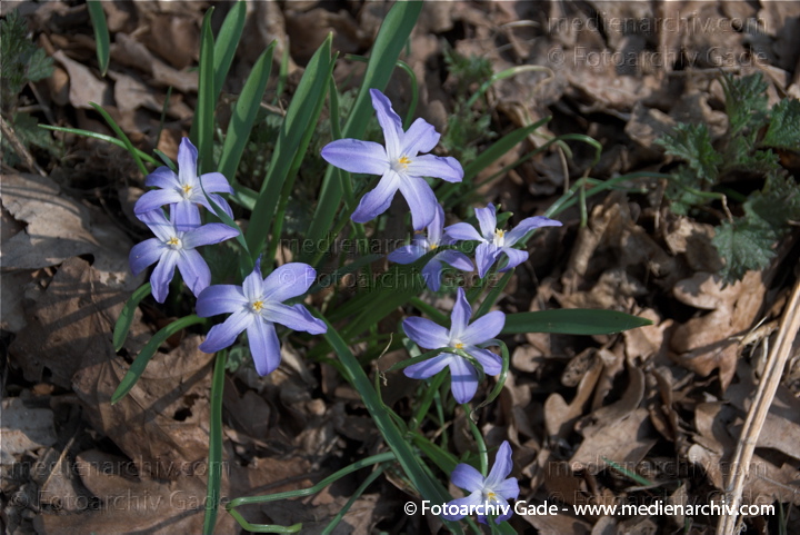 Blaue Blüten. Blausterne. Scilla bifolia. Hyazinthengewächse
4.  4. 2009. Berlin. Frühling. Flora Pflanzen. Blaue Blüten. Blausterne. Scilla bifolia. Hyazinthengewächse
Schlüsselwörter: 2009;Berlin;Blaustern;Blüte;Flora;Frühling;Hyazinthengewächse;Natur;Pflanzen;plants;Scilla