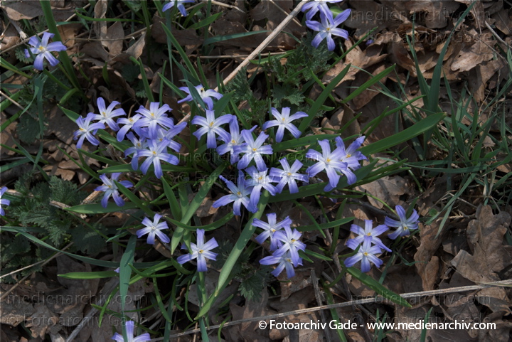 Blaue Blüten. Blausterne. Scilla bifolia. Hyazinthengewächse
4.  4. 2009. Berlin. Frühling. Flora Pflanzen. Blaue Blüten. Blausterne. Scilla bifolia. Hyazinthengewächse
Schlüsselwörter: 2009;Berlin;Blaustern;Blüte;Flora;Frühling;Hyazinthengewächse;Natur;Pflanzen;plants;Scilla
