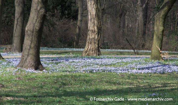 Blaue Blüten. Blausterne. Scilla bifolia. Hyazinthengewächse
2.  4. 2010. Berlin. Frühling. Flora Pflanzen. Blaue Blüten. Zweiblättriger Blausterne. Scilla bifolia. Hyazinthengewächse
Schlüsselwörter: 2010;Berlin;Blausterne;Blüte;Flora;Frühling;Hyazinthengewächse;Natur;Pflanzen;plants;Scilla