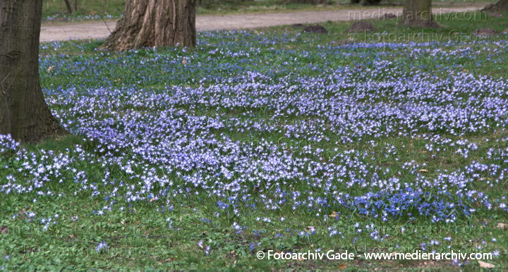 Blausterne. Scills
2.  4. 2010. Berlin. Rehberge. Flora. Pflanzen. Blausterne (Scilla)
Schlüsselwörter: 2010;Berlin;Blausternchen;Flora;Hyazinthengewächse;Natur;Pflanzen;plants;Wedding