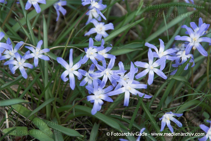 Blausterne. Scills
2.  4. 2010. Berlin. Rehberge. Flora. Pflanzen. Blausterne (Scilla)
Schlüsselwörter: 2010;Berlin;Blausternchen;Flora;Hyazinthengewächse;Natur;Pflanzen;plants;Wedding
