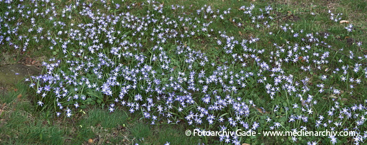 Blausterne. Scills
2.  4. 2010. Berlin. Rehberge. Flora. Pflanzen. Blausterne (Scilla)
Schlüsselwörter: Flora;Natur;Pflanzen;plants