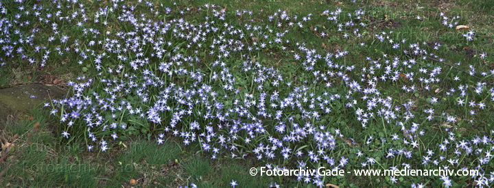 Blausterne. Scills
2.  4. 2010. Berlin. Rehberge. Flora. Pflanzen. Blausterne (Scilla)
Schlüsselwörter: Flora;Natur;Pflanzen;plants