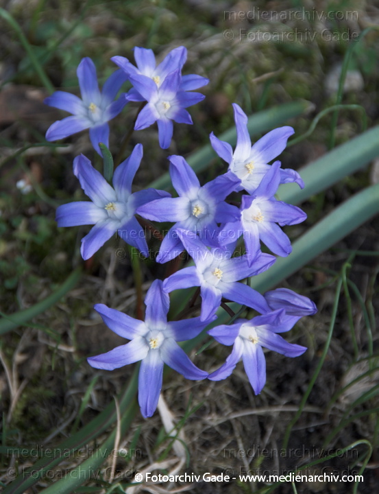 Blausterne. Scills
2.  4. 2010. Berlin. Rehberge. Flora. Pflanzen. Blausterne (Scilla)
Schlüsselwörter: 2010;Berlin;Blausternchen;Flora;Hyazinthengewächse;Natur;Pflanzen;plants;Wedding