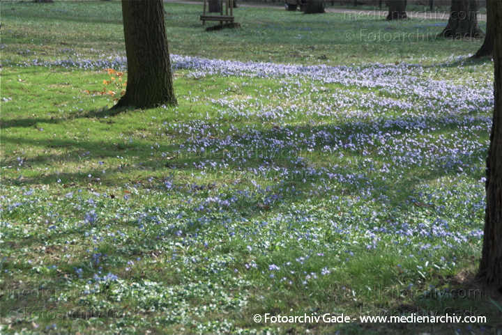 Blausterne. Scills
2. 4. 2010. Berlin. Rehberge. Flora. Pflanzen. Blausterne (Scilla)
Schlüsselwörter: 2010;Berlin;Blausternchen;Flora;Hyazinthengewächse;Natur;Pflanzen;plants;Wedding Blausterne. Scills
2. 4. 2010. Berlin. Rehberge. Flora. Pflanzen. Blausterne (Scilla)
Schlüsselwörter: 2010;Berlin;Blausternchen;Flora;Hyazinthengewächse;Natur;Pflanzen;plants;Wedding