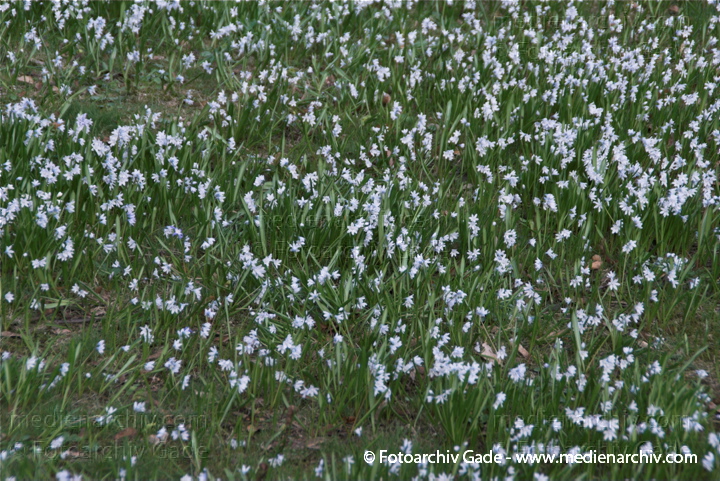 Blausterne. Scills
2.  4. 2010. Berlin. Rehberge. Flora. Pflanzen. Blausterne (Scilla)
Schlüsselwörter: 2010;Berlin;Blaustern;Blausternchen;Flora;Hyazinthengewächse;Natur;Pflanzen;plants;Scilla;Wedding