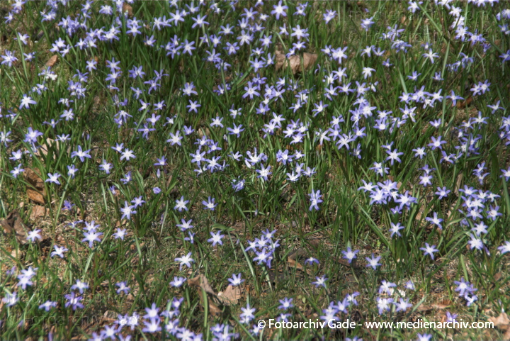 Blausterne. Scills
2.  4. 2010. Berlin. Rehberge. Flora. Pflanzen. Blausterne (Scilla)
Schlüsselwörter: 2010;Berlin;Blaustern;Blausternchen;Flora;Hyazinthengewächse;Natur;Pflanzen;plants;Scilla;Wedding