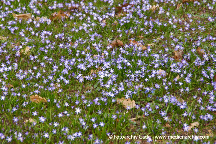 Blausterne (Scilla)
15.  3. 2014. Berlin. Flora. Pflanzen. Blausterne (Scilla)
Schlüsselwörter: 2014;Berlin;Blausterne;Flora;Germany;Pflanzen;Scilla