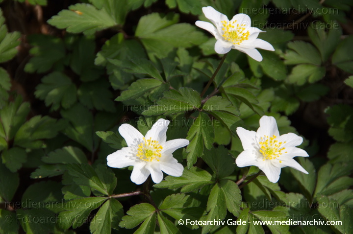 Buschwindröschen
27.  3. 2012. Berlin. Flora. Pflanzen. Buschwindröschen (Anemone nemorosa).
Schlüsselwörter: 2012;Anemone nemorosa;Baum;Berlin;Buschwindröschen;Flora;Natur;Pflanzen;plants;Rehberge;Wedding