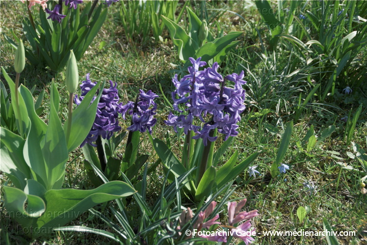 Hyazinthen (Hyacinthus)
10.  4. 2009. Brandenburg. Linum. Flora. Pflanzen. Frühling. Hyazinthen (Hyacinthus)
Schlüsselwörter: 2009;Blüte;Brandenburg;Flora;Frühling;Hyacinthus;Hyazinthen;Linum;Natur;Pflanzen;plants