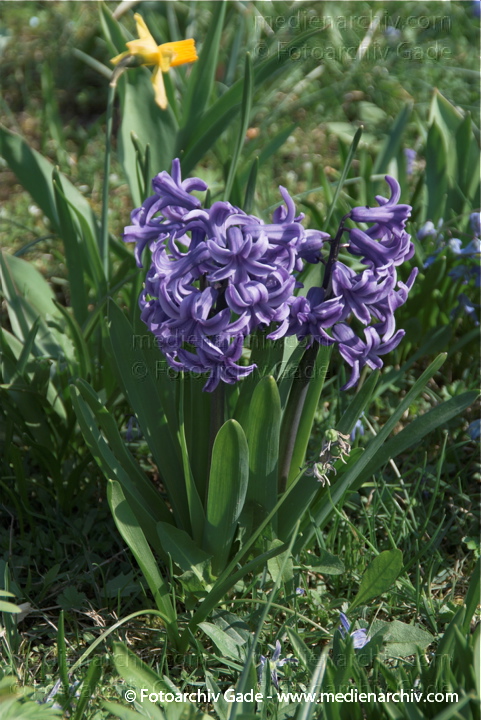 Hyazinthen (Hyacinthus)
10.  4. 2009. Brandenburg. Linum. Flora. Pflanzen. Frühling. Hyazinthen (Hyacinthus)
Schlüsselwörter: 2009;Blüte;Brandenburg;Flora;Frühling;Hyacinthus;Hyazinthen;Linum;Natur;Pflanzen;plants