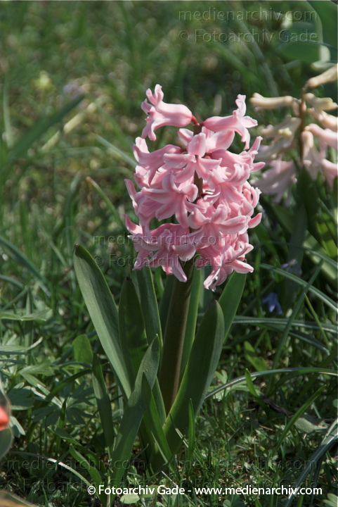 Hyazinthen (Hyacinthus)
10.  4. 2009. Brandenburg. Linum. Flora. Pflanzen. Frühling. Hyazinthen (Hyacinthus)
Schlüsselwörter: 2009;Blüte;Brandenburg;Flora;Frühling;Hyacinthus;Hyazinthen;Linum;Natur;Pflanzen;plants