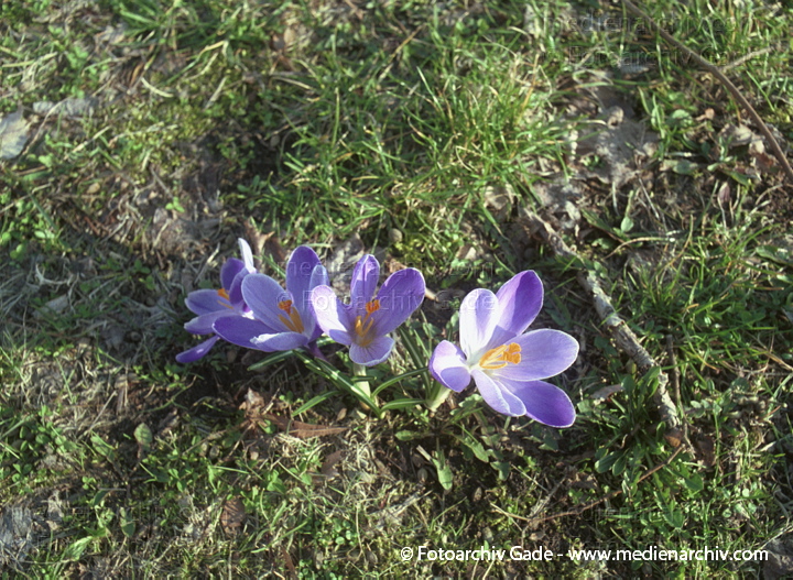 Blühende Krokusse (Crocus). Schwertliliengewächse (Iridaceae)
Februar 2002.   Berlin. Flora Pflanzen. Schwertliliengewächse. Frühlings-Krokus (Crocus albiflorus). Frühlingsboten.
Schlüsselwörter: Berlin;Blumen;Crocus;Crocus albiflorus;Deutschland;Flora;Frühlings-Krokus;Krokus;Krokusse;Natur;Pflanzen;plants;Schwertliliengewächse