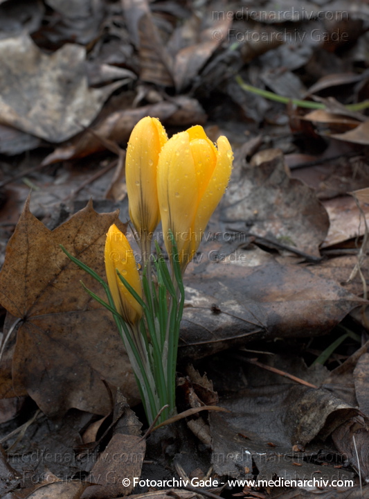 Blühende Krokusse (Crocus). Schwertliliengewächse (Iridaceae)
8.  3. 2009. Berlin. Frühling. Flora Pflanzen. Blüten. Krokus (Crocus). Schwertliliengewächse (Iridaceae)
Schlüsselwörter: 2009;Berlin;Blüte;Crocus;Flora;Frühling;Krokus;Krokusse;Natur;Pflanzen;plants
