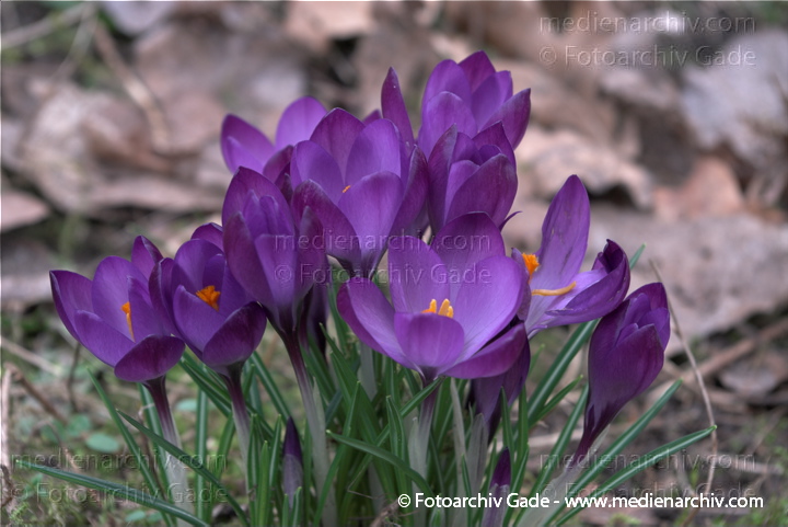 Blühende Krokusse (Crocus). Schwertliliengewächse (Iridaceae)
2009.  Berlin. Frühling. Flora Pflanzen. Blüten.
Schlüsselwörter: 2009;Berlin;Blüte;Crocus;Flora;Frühling;Krokus;Krokusse;Natur;Pflanzen;plants