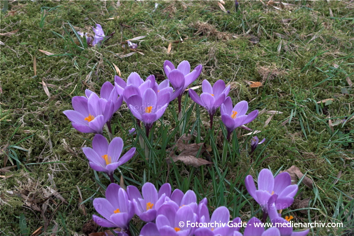 Blühende Krokusse (Crocus). Schwertliliengewächse (Iridaceae)
14.  3. 2009. Berlin. Frühling. Flora Pflanzen. Blüten. Krokus (Crocus). Schwertliliengewächse (Iridaceae)
Schlüsselwörter: 2009;Berlin;Blüte;Crocus;Flora;Frühling;Krokus;Krokusse;Natur;Pflanzen;plants