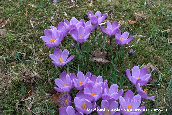Blühende Krokusse (Crocus). Schwertliliengewächse (Iridaceae)
14.  3. 2009. Berlin. Frühling. Flora Pflanzen. Blüten. Krokus (Crocus). Schwertliliengewächse (Iridaceae)
Schlüsselwörter: 2009;Berlin;Blüte;Crocus;Flora;Frühling;Krokus;Krokusse;Natur;Pflanzen;plants