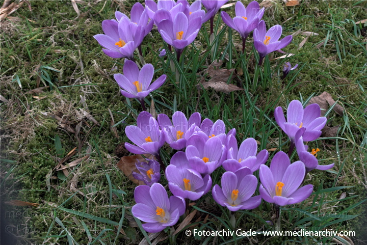 Blühende Krokusse (Crocus). Schwertliliengewächse (Iridaceae)
14.  3. 2009. Berlin. Frühling. Flora Pflanzen. Blüten. Krokus (Crocus). Schwertliliengewächse (Iridaceae)
Schlüsselwörter: 2009;Berlin;Blüte;Crocus;Flora;Frühling;Krokus;Krokusse;Natur;Pflanzen;plants